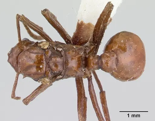 Pseudoatta argentina specimen CASENT0178533 image casent0178533_1