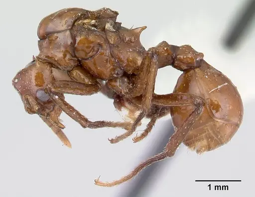 Pseudoatta argentina specimen CASENT0178533 image casent0178533_3