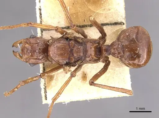 Pseudoatta argentina specimen CASENT0909398 image casent0909398_1