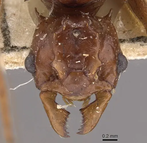 Pseudoatta argentina specimen CASENT0909398 image casent0909398_2