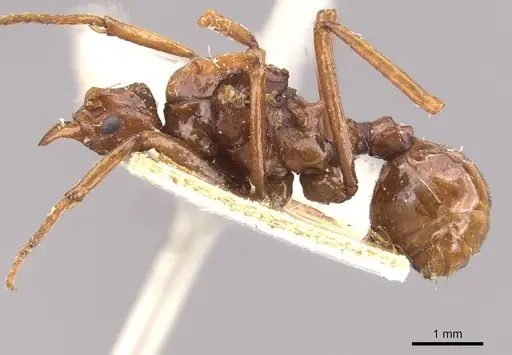 Pseudoatta argentina specimen CASENT0909398 image casent0909398_3