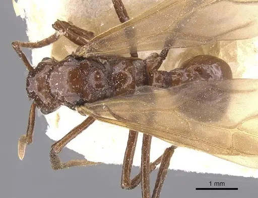 Pseudoatta argentina specimen CASENT0912514 image casent0912514_1