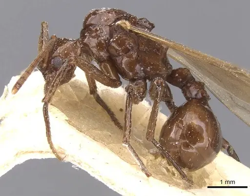 Pseudoatta argentina specimen CASENT0912514 image casent0912514_3
