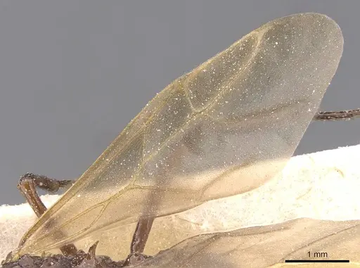 Pseudoatta argentina specimen CASENT0912514 image casent0912514_4