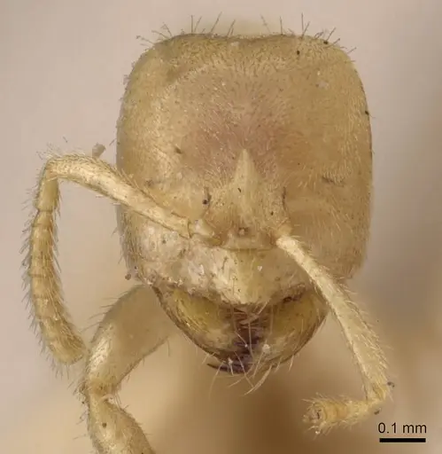 Pseudolasius amaurops specimen CASENT0905658 image casent0905658_2