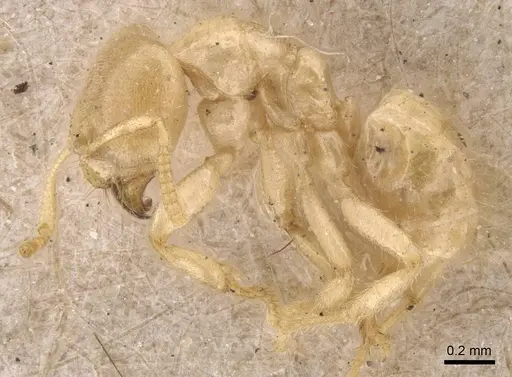 Pseudolasius amaurops specimen CASENT0905658 image casent0905658_3