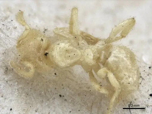 Pseudolasius amaurops specimen CASENT0916674 image casent0916674_1