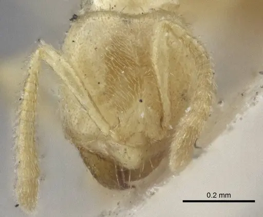 Pseudolasius amaurops specimen CASENT0916674 image casent0916674_2