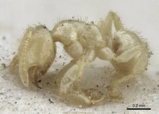 Pseudolasius amaurops specimen CASENT0916674 image casent0916674_3