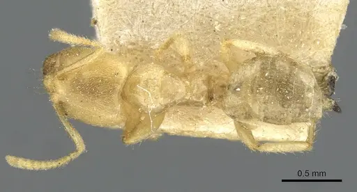 Pseudolasius amblyops specimen CASENT0910970 image casent0910970_1