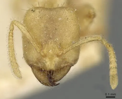 Pseudolasius amblyops specimen CASENT0910970 image casent0910970_2