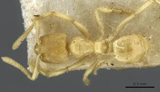 Pseudolasius amblyops specimen CASENT0910971 image casent0910971_1