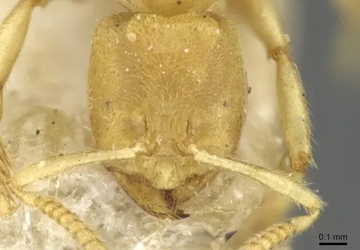 Pseudolasius amblyops specimen CASENT0910971 image casent0910971_2