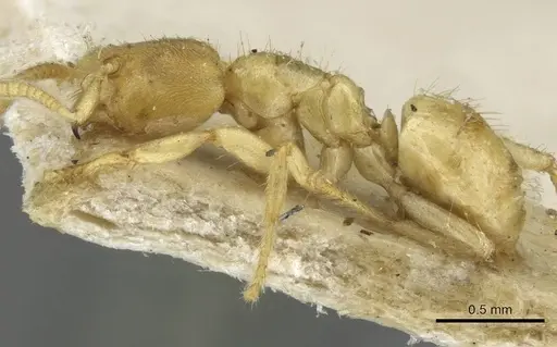 Pseudolasius amblyops specimen CASENT0910971 image casent0910971_3