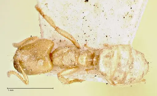 Pseudolasius amblyops specimen FOCOL2675 image focol2675_1