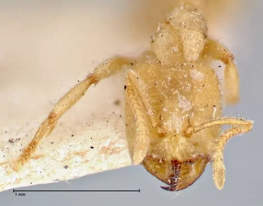 Pseudolasius amblyops specimen FOCOL2675 image focol2675_2