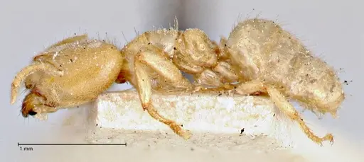 Pseudolasius amblyops specimen FOCOL2675 image focol2675_3