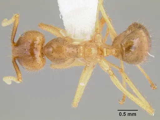 Pseudolasius australis specimen CASENT0106005 image casent0106005_1