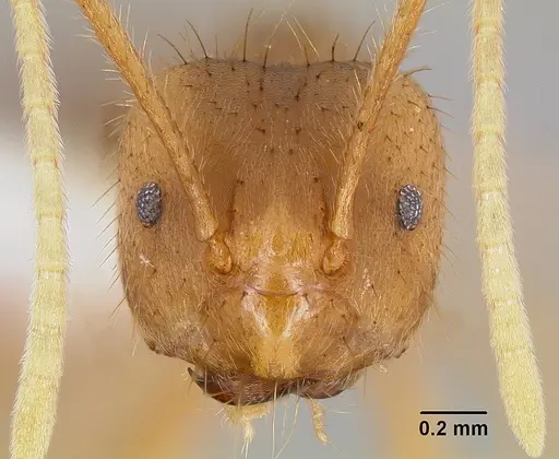 Pseudolasius australis specimen CASENT0106005 image casent0106005_2