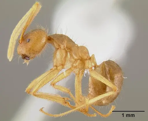 Pseudolasius australis specimen CASENT0106005 image casent0106005_3