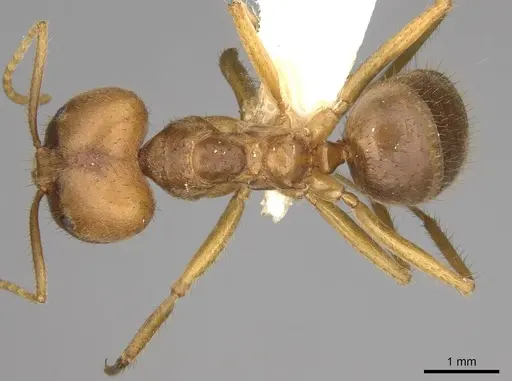 Pseudolasius australis specimen CASENT0281488 image casent0281488_1