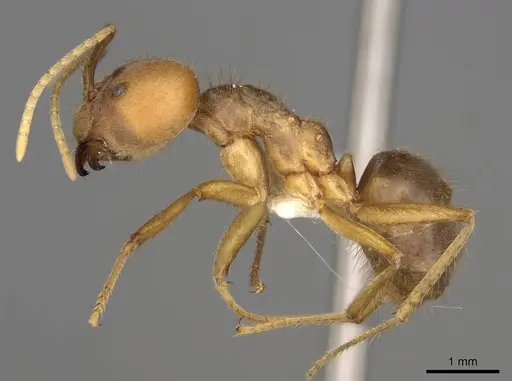 Pseudolasius australis specimen CASENT0281488 image casent0281488_3