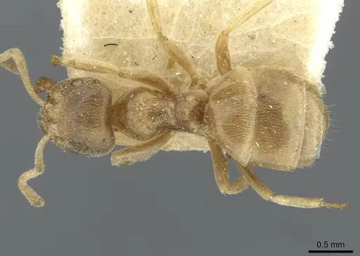 Pseudolasius australis specimen CASENT0910972 image casent0910972_1