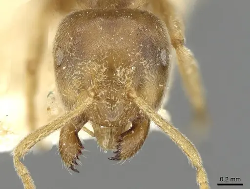 Pseudolasius australis specimen CASENT0910972 image casent0910972_2