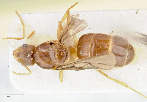 Pseudolasius badius specimen FOCOL2677 image focol2677_1