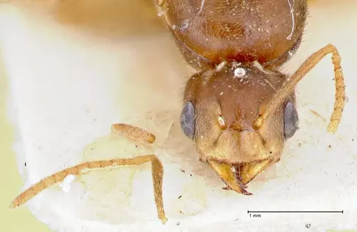 Pseudolasius badius specimen FOCOL2677 image focol2677_2