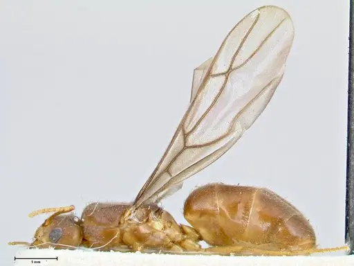 Pseudolasius badius specimen FOCOL2677 image focol2677_3