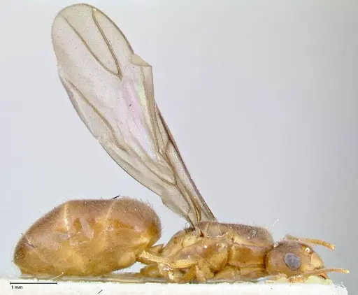 Pseudolasius badius specimen FOCOL2677 image focol2677_4
