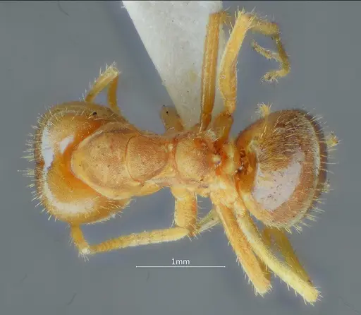 Pseudolasius bidenticlypeus specimen ANTWEB1060625 image antweb1060625_1