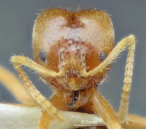 Pseudolasius bidenticlypeus specimen ANTWEB1060625 image antweb1060625_2