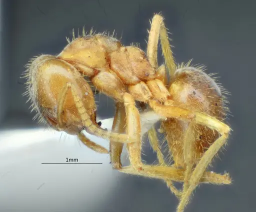 Pseudolasius bidenticlypeus specimen ANTWEB1060625 image antweb1060625_3