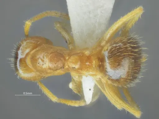 Pseudolasius bidenticlypeus specimen ANTWEB1060626 image antweb1060626_1