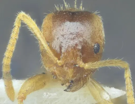 Pseudolasius bidenticlypeus specimen ANTWEB1060626 image antweb1060626_2