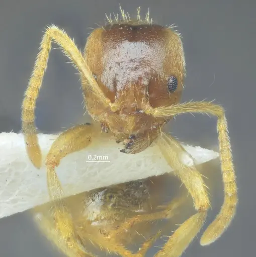Pseudolasius bidenticlypeus specimen ANTWEB1060626 image antweb1060626_3