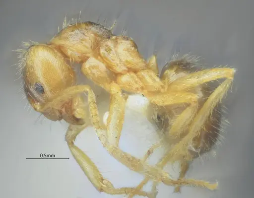 Pseudolasius bidenticlypeus specimen ANTWEB1060626 image antweb1060626_4