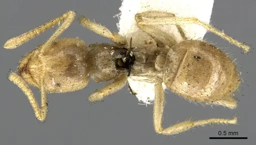 Pseudolasius binghami specimen CASENT0903171 image casent0903171_1