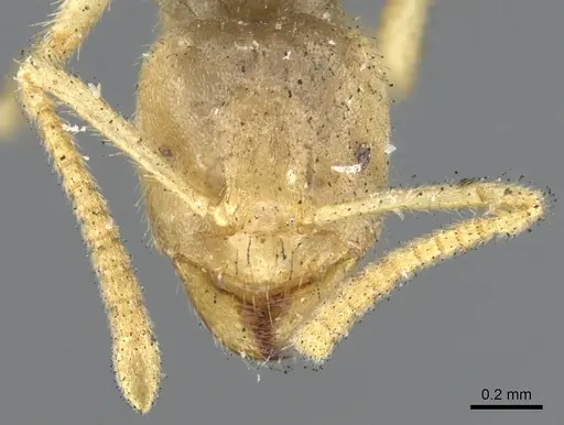 Pseudolasius binghami specimen CASENT0903171 image casent0903171_2