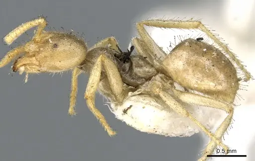 Pseudolasius binghami specimen CASENT0903171 image casent0903171_3