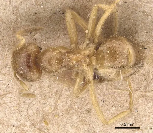 Pseudolasius binghami specimen CASENT0905654 image casent0905654_1