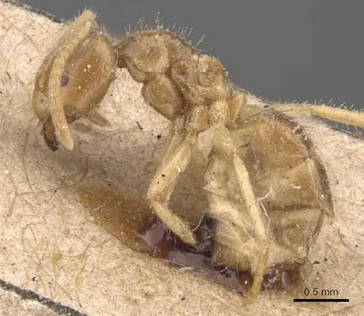 Pseudolasius binghami specimen CASENT0905654 image casent0905654_3