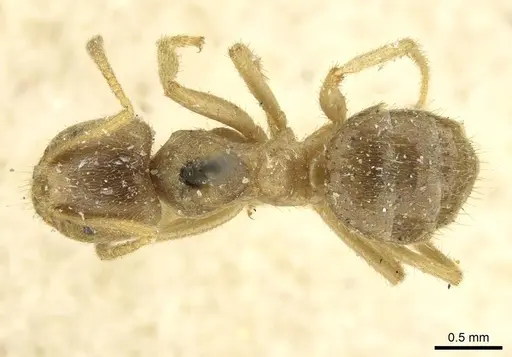 Pseudolasius binghami specimen CASENT0910973 image casent0910973_1