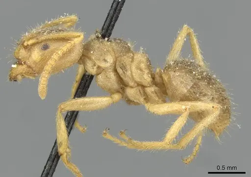 Pseudolasius binghami specimen CASENT0910973 image casent0910973_3