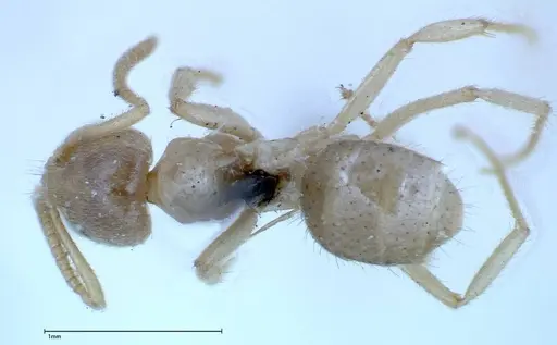 Pseudolasius binghami specimen FOCOL0135 image focol0135_1