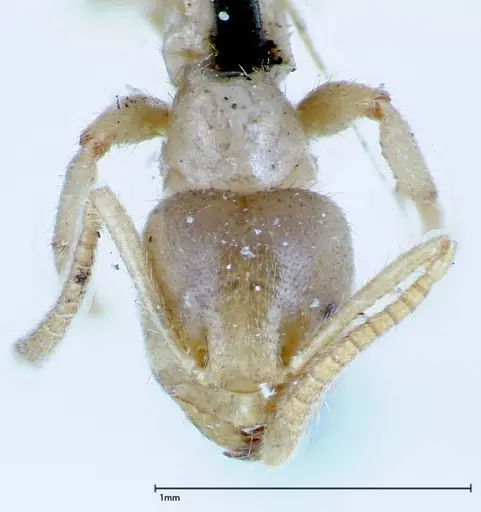 Pseudolasius binghami specimen FOCOL0135 image focol0135_2