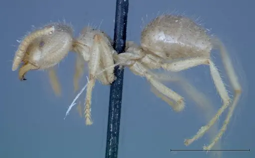 Pseudolasius binghami specimen FOCOL0135 image focol0135_3