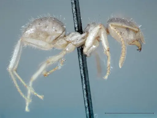 Pseudolasius binghami specimen FOCOL0135 image focol0135_4